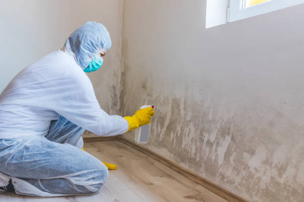 Black mold inspection in Mayer