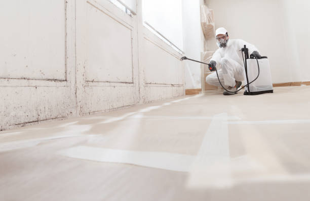 Black mold remediation team in Mayer