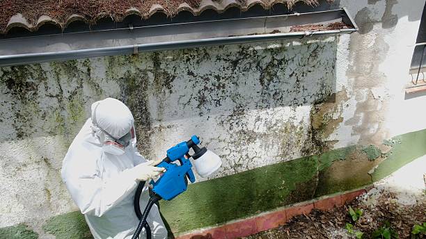 Mold Removal service in Mayer